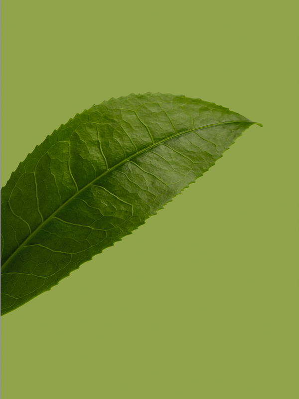 Green tea leaf