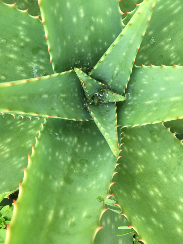 Aloe Vera Plant