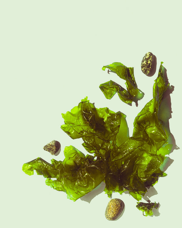 sea weed extract
