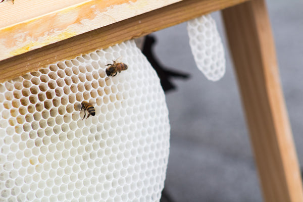 Bees wax